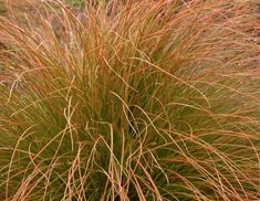 some very pretty brown and green plants in the grass