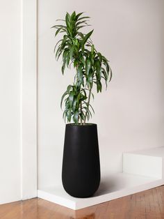 a potted plant sitting on top of a wooden floor next to a white wall