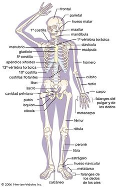 the skeleton and its major bones are labeled in this diagram, with labels on each side