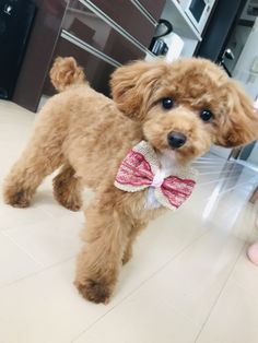 a small brown dog with a bow tie on it's neck standing in a room