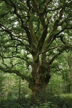 a large tree in the middle of a forest with lots of green leaves on it