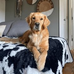 a large brown dog laying on top of a black and white bed covered in blankets