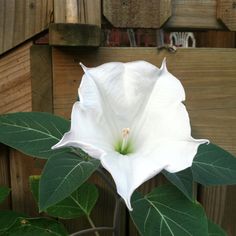 a large white flower sitting on top of a lush green leafy plant next to a wooden fence