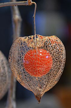 a close up of a fruit hanging from a tree