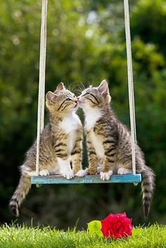 two kittens sitting on a swing with their noses to each other and one is kissing the other