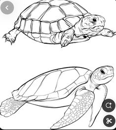 an adult turtle and baby turtle coloring pages with instructions on how to draw the turtles