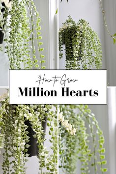 several images of plants growing from the top and bottom of each plant, with text overlay reading how to grow million hearts