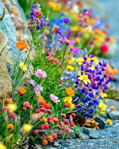 colorful flowers growing out of the side of a rock