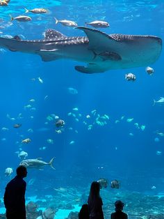 several people looking at fish in an aquarium