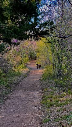 a dog is walking down a dirt path in the middle of some trees and bushes