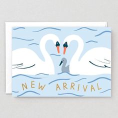 two swans are swimming in the water together