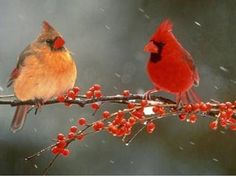 two red birds sitting on top of a tree branch