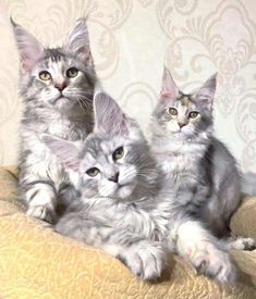 three kittens sitting on top of a bed next to each other in front of a wall