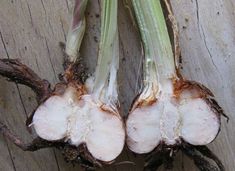 the roots of an onion plant have been cut open to show what they are growing