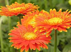 three orange flowers with yellow centers in a field