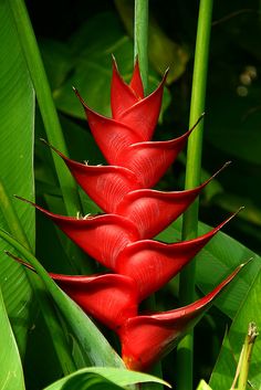 a red flower is in the middle of some green plants and leaves with long stems