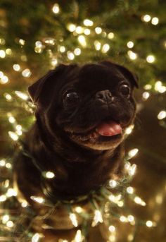 a small black pug sitting in front of a christmas tree with its tongue hanging out