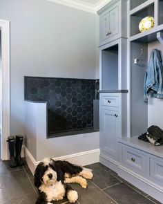 a black and white dog laying on the floor in front of a walk in closet