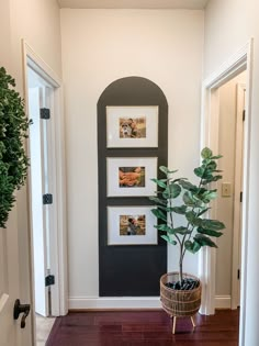 there is a potted plant on the floor in front of a wall with pictures