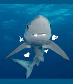 an image of a shark with hearts on it's back and eyes in the water