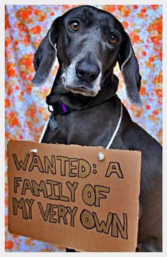 a dog holding a sign that says, i wanted a family of my own