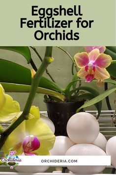 an image of eggshell fertilizer for orchids