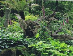 a lush green forest filled with lots of trees and plants