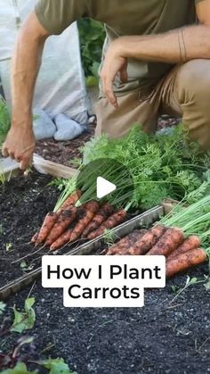 a man kneeling down next to some carrots