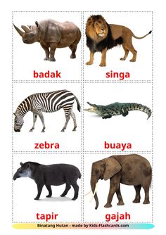 the different types of animals and their names