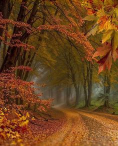 a road in the middle of a forest with lots of trees and leaves on it