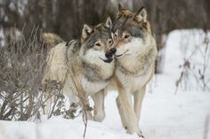 two gray wolfs standing next to each other in the snow