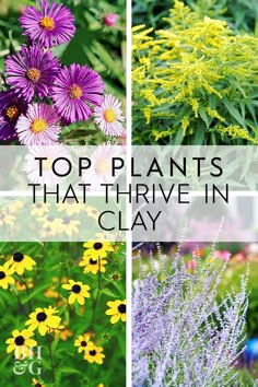 four different types of flowers with the words top plants that thrive in clay