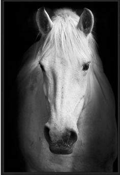 a black and white photo of a horse