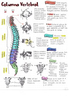 a diagram showing the different types of vertebals and how they are used