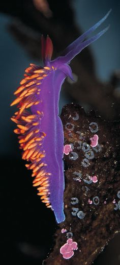 a close up of a purple and orange plant