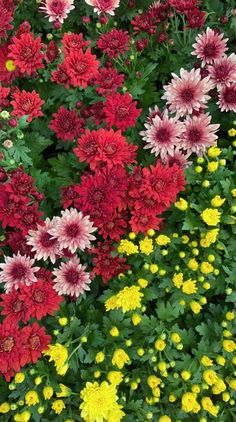 many different colored flowers in a field