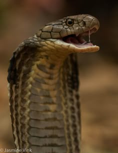 a close up of a snake with its mouth open