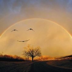 there is a rainbow in the sky with birds flying over it and a tree on the other side