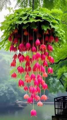 a bunch of flowers that are hanging from a tree in front of some water and trees