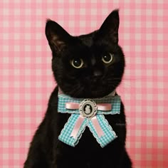 a black cat wearing a blue and white collar with a button on it's collar