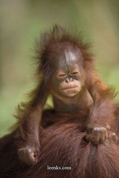 a baby oranguel sitting on top of its mother