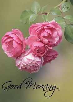 three pink roses on a branch with the words good morning written in black ink next to it