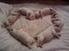 four baby pigs are laying in the shape of a heart