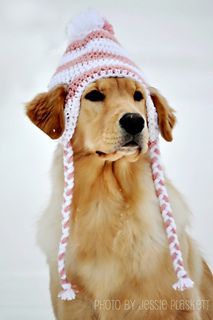 a brown dog wearing a pink and white knitted hat