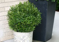 two potted plants sitting next to each other