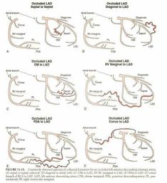 the diagram shows different stages of an animal's development