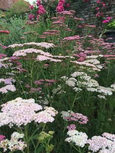 some pink and white flowers in a garden