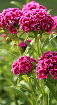 Virtual Flowers, Sweet William, Beautiful Pink Flowers, Garden Crafts Diy, Bloom Where You Are Planted, Beautiful Flower Arrangements