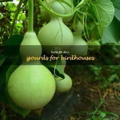 some green gourds hanging from a tree with the words gourds for birdhousees