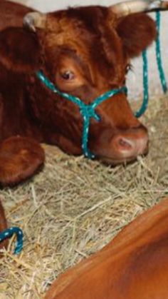 two brown cows laying on top of hay in a pen with blue string around their necks